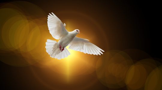 Brief bisschoppen over vrede en gerechtigheid in deze tijden van onrust en conflicten